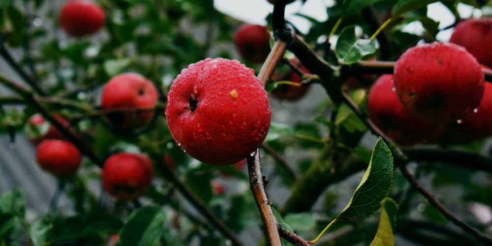 Top 10 Fruits for Diabetics & Why They Are Good For You